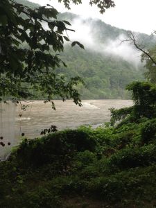 Wild Goose by Aneel Trivedi