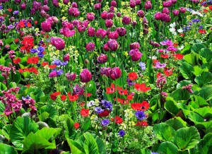Mixed-Colorful-Flower-Garden