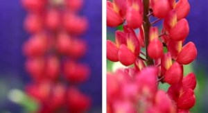 Blooming in Transition