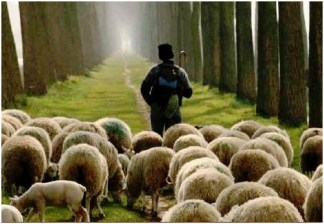 pastoring-sheep