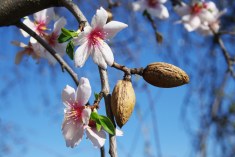 almond tree