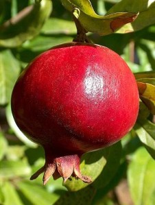 seed-a-pomegranate-800x8001